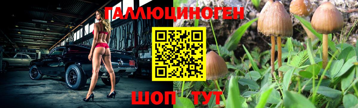 Майский  Псилоцибиновые грибы GOLDEN TEACHER  где купить   Вход с VPN 